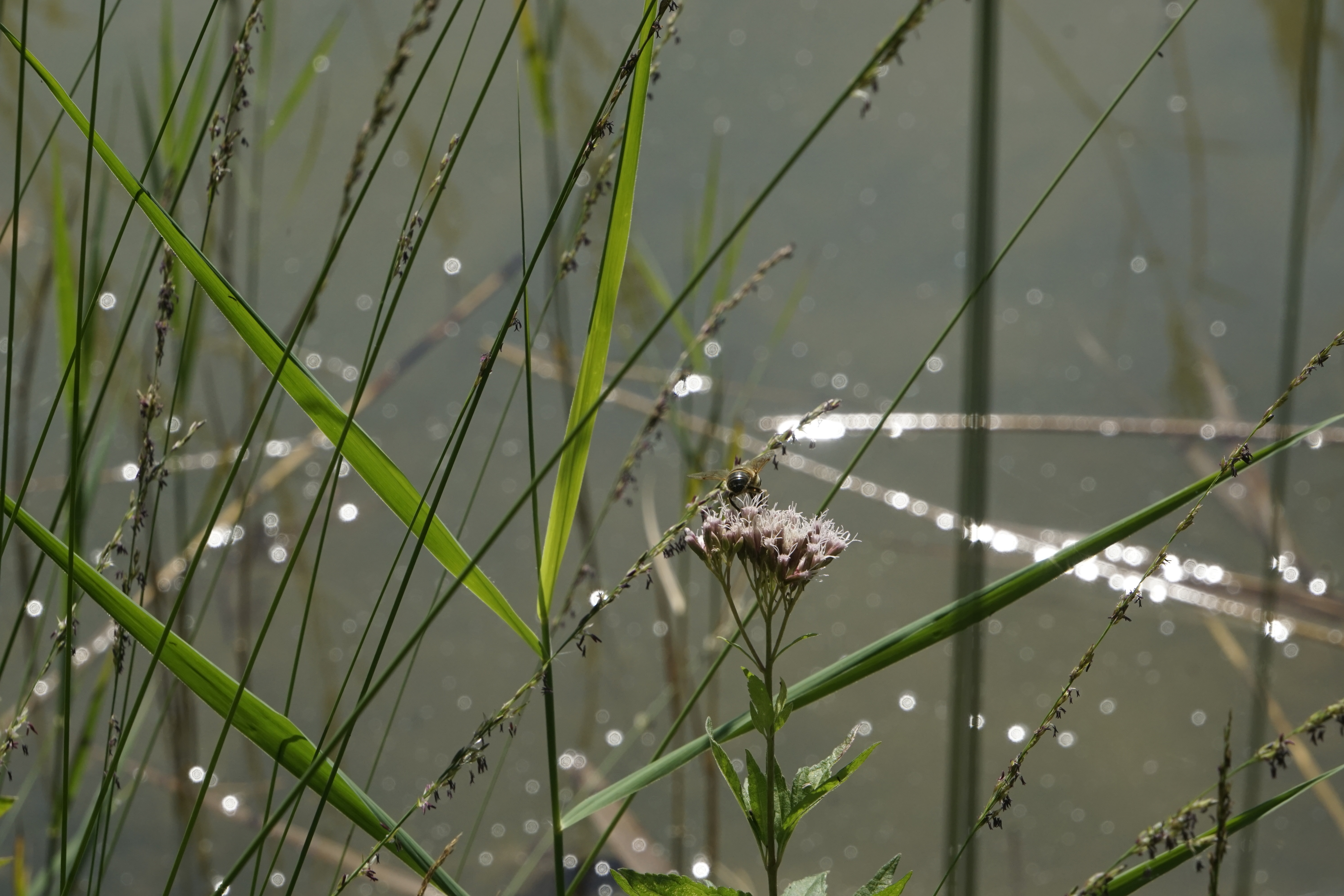AAA